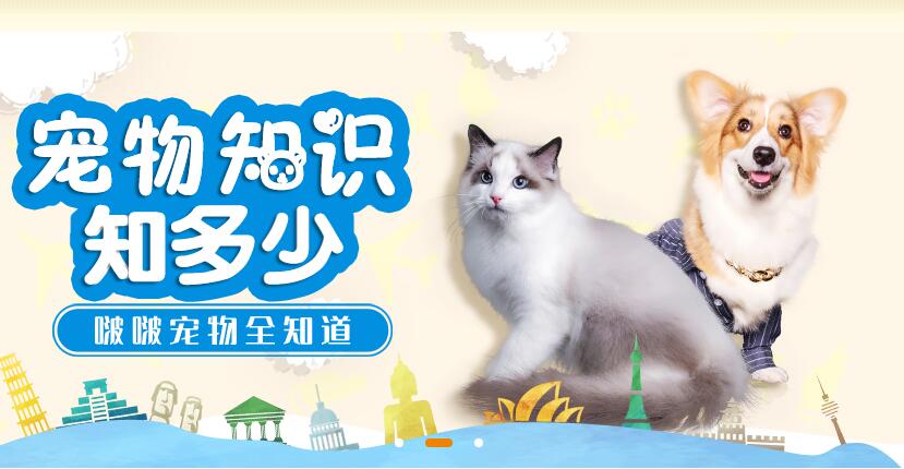 啵啵寵物網(wǎng)站建設(shè)案例